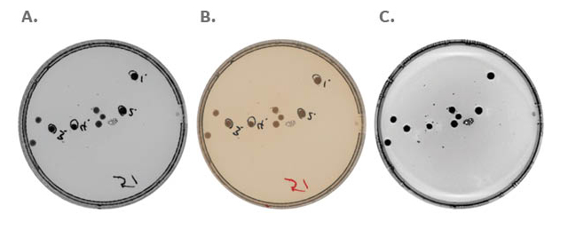 ImageQuant 800 colony imaging options for petri dishes