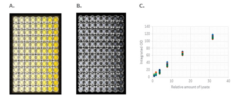 Using ImageQuant 800 CCD imager with HCPQuant ELISA kit to analyze HCPs