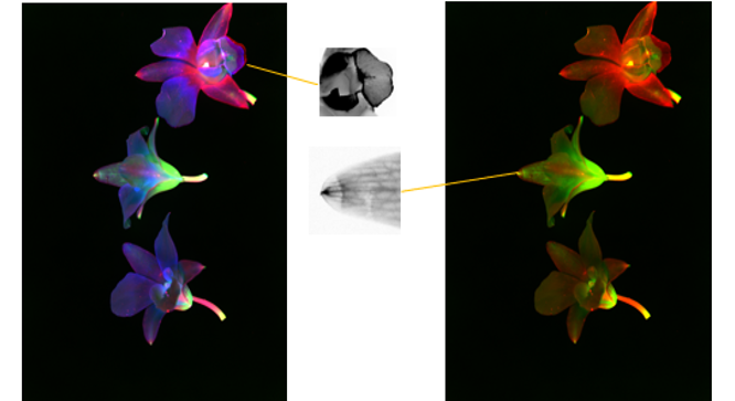 通过 Amersham ImageQuant 800 系统上的多功能成像，可直观呈现兰花中的脉络状图案。
