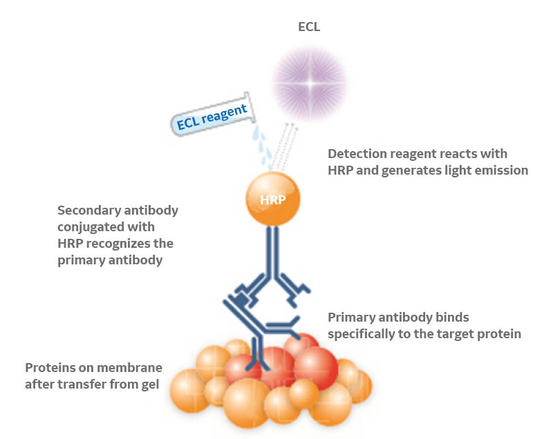 Chemiluminescence-based protein detection