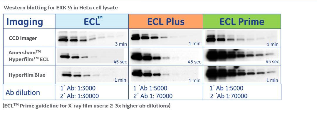 Limit of detection describes the thresholds at which signals can no longer be accurately quantitated