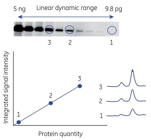 蛋白质印迹图像中的线性动态范围示例