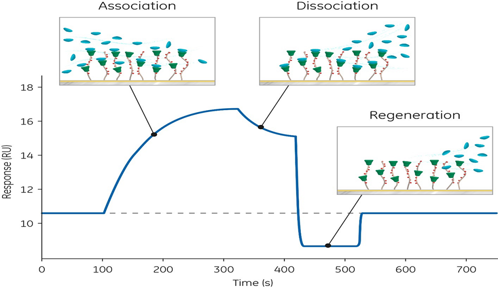 Immunoassay reagent development using Biacore SPR | Cytiva