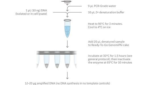 Phi29 DNA Polymerase