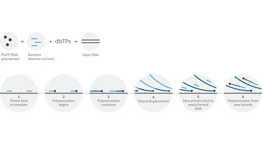 Phi 29 strand displacement process