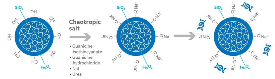 Chaotropic agents in nucleic acid extraction with magnetic beads