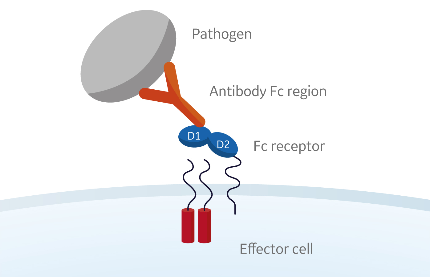 Fc receptor binding on effector cells