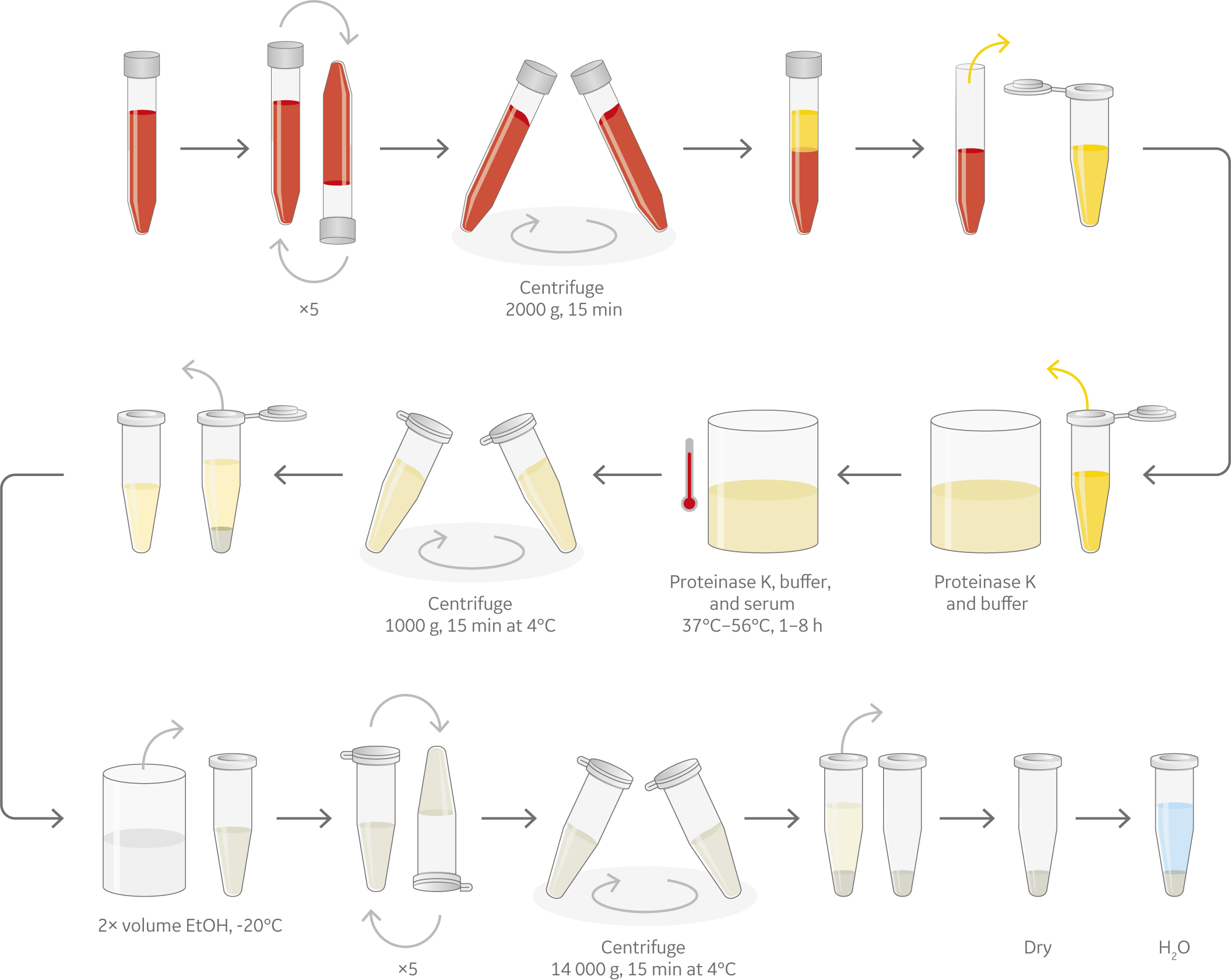 Dna Extraction Using Phenol Chloroform