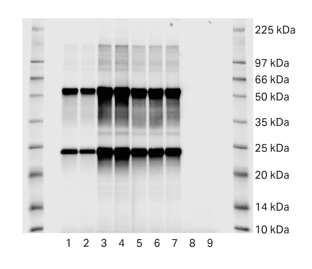 SDS-PAGE analysis after protein A step. Blank runs are samples 8 and 9. 