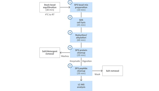 SP3 protein and peptide cleanup workflow