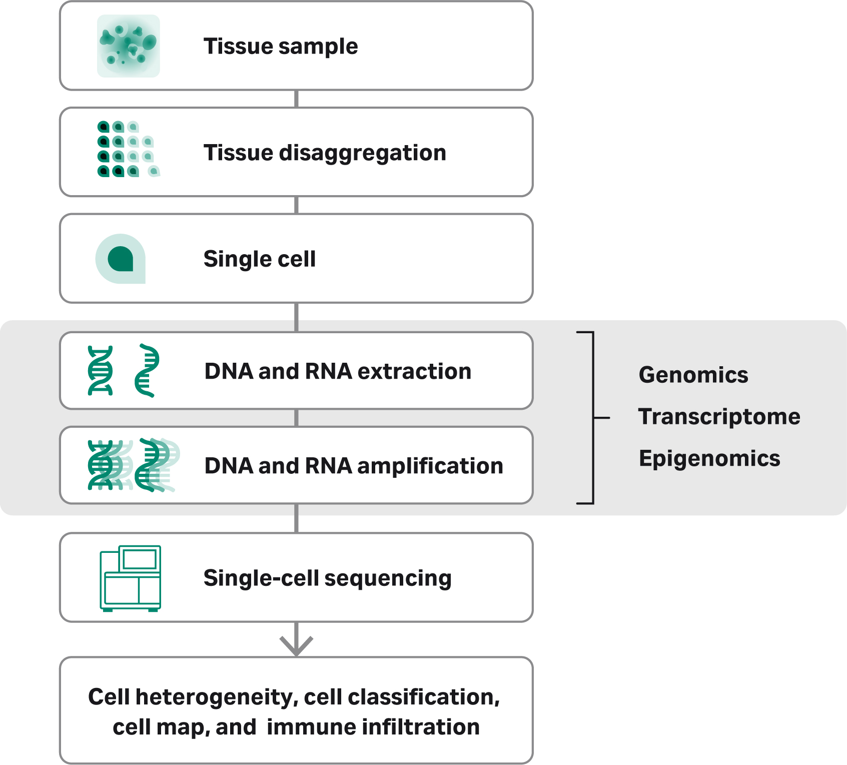 Overview of the single-cell sequencing workflow, including collection, isolation, amplification sequencing and data analysis.