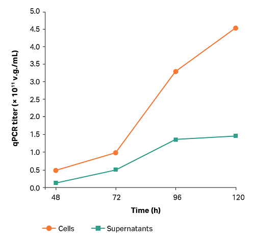 AAV production, microcarrier culture in bioreactor