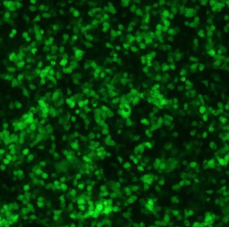 Obio 案例研究 来自贴壁细胞的 AAV 荧光 AAV2-GFP 图像