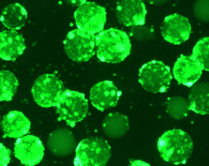 Obio 案例研究 来自微载体细胞的 AAV 荧光 AAV2-GFP 图像