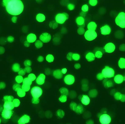 Obio case study AAV from suspension cells fluorescence AAV2-GFP image