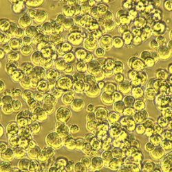 Obio 案例研究 来自悬浮细胞的 AAV 光学显微镜图像