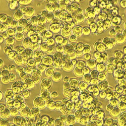 Obio case study AAV from suspension cells light microscope image