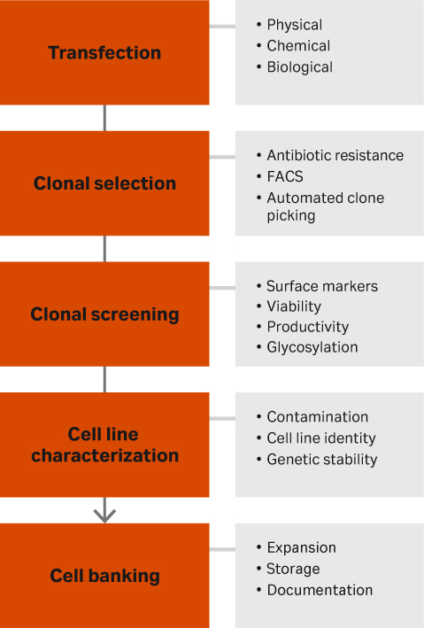 Lentivirus cell line development | Cytiva