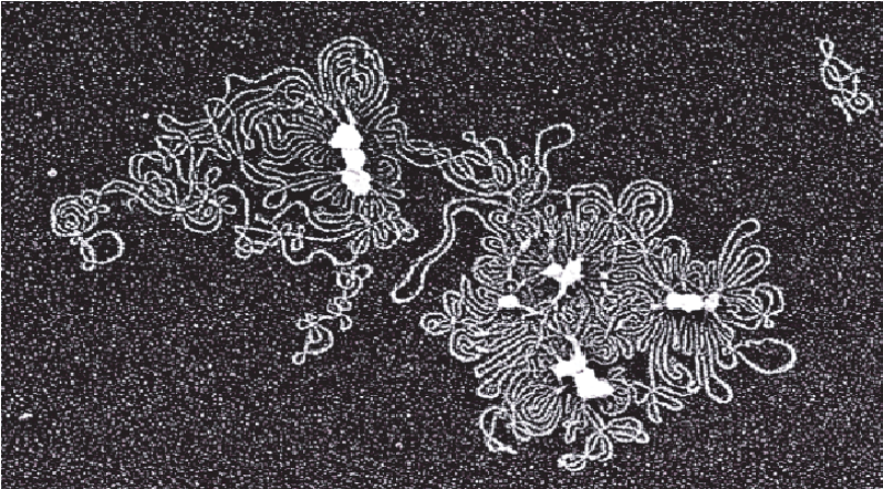 Electron micrograph of nondenatured TempliPhi amplified product. A single nanogram of plasmid DNA (pUC19) was amplified with the TempliPhi DNA Sequencing Template Amplification kit