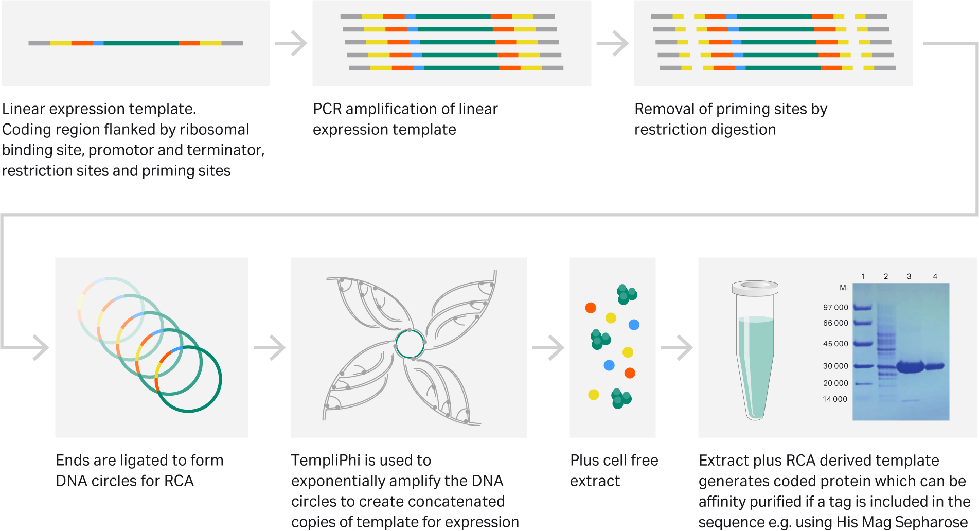 Trends in rolling circle amplification Cytiva