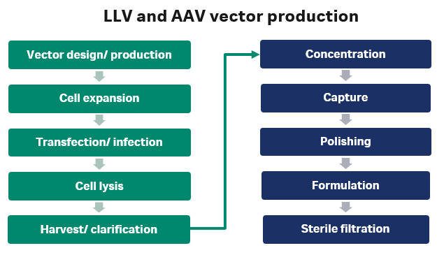 A schematic showing how lentiviral (LV) and Adeno associated virus (AAV) viral vectors are made.