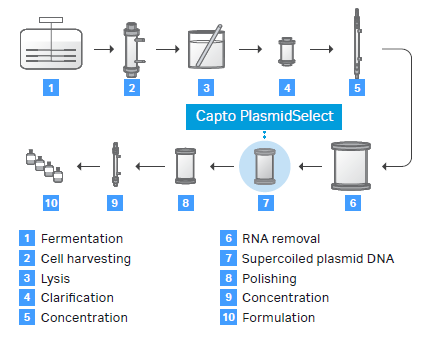 A schematic showing an example of a process for production of high-quality supercoiled plasmid DNA from fermentation to formulation.