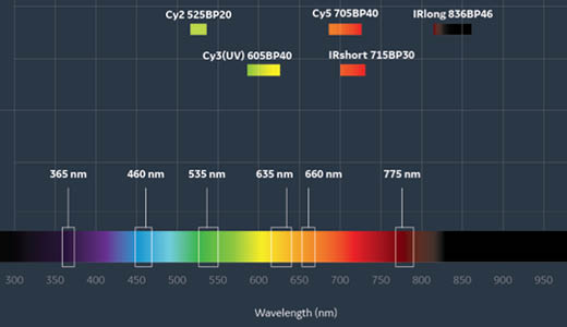 Wide range of fluorescence excitation and emission options