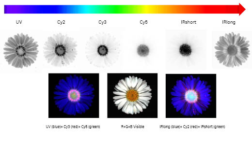 Amersham ImageQuant 800 imager allows high resolution imaging across the entire visible spectrum