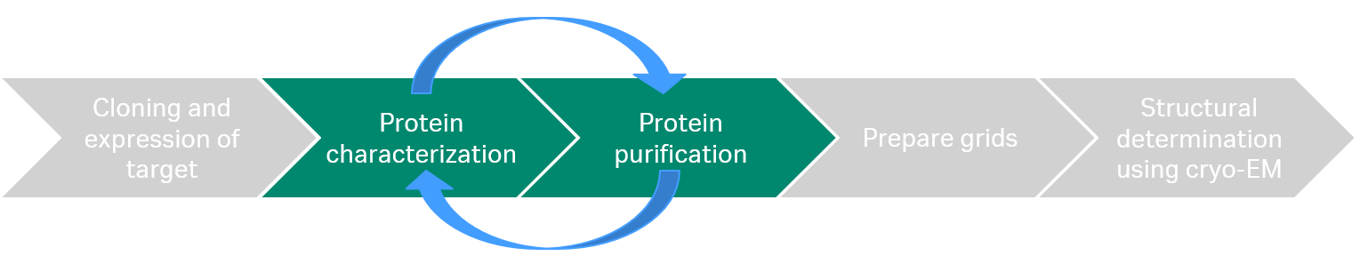 The cryo electron microscopy workflow includes cloning and expression, protein purification, and protein characterization before the sample is applied on grids and analyzed with cryo-EM.