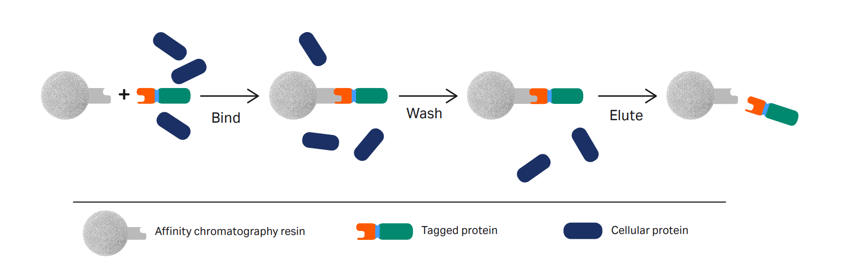 Tagged Protein Purification | Cytiva