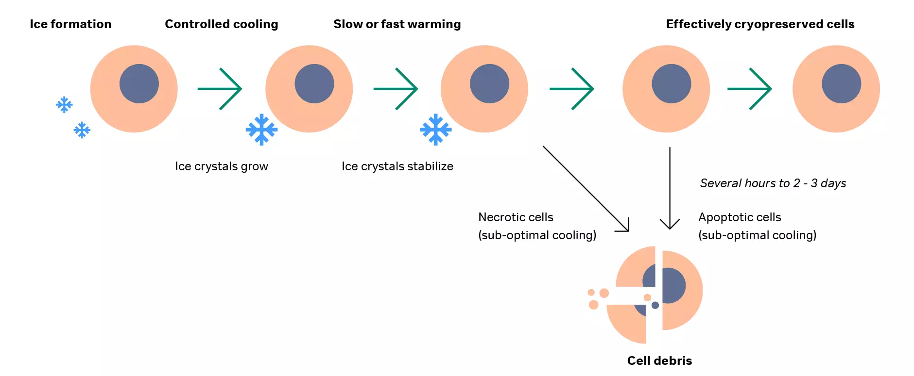 Schematic of cell structure during cryogenic cycle