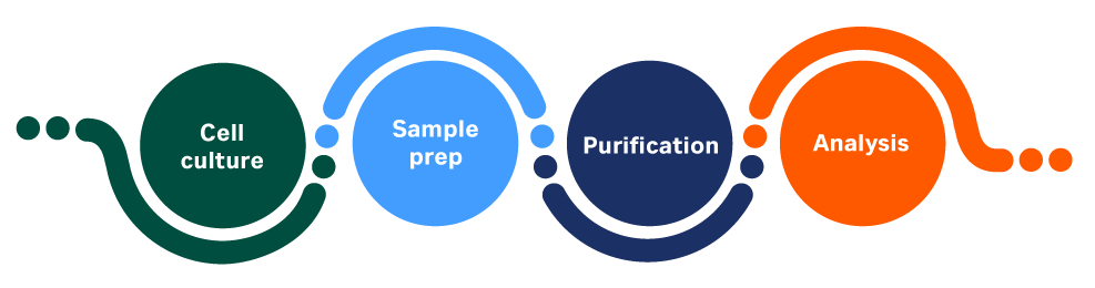Steps in protein research: cell culture, sample prep, purification, and analysis.