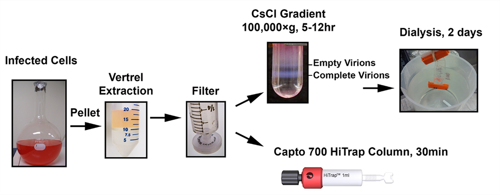conventional CsCl density gradient ultracentrifugation and Capto Core 700 chromatography-based reovirus purification strategies.
