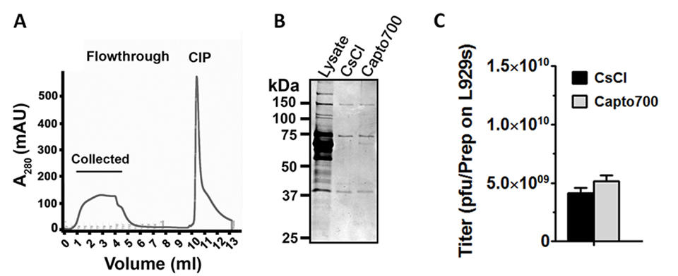 (A) Chromatographic profile of Capto Core 700 purification of reovirus on ÄKTA start chromatography system. (B) SDS-PAGE profile of the purified reovirus particles with both CsCl density gradient ultracentrifugation and Capto Core 700 chromatography. Gel stained with Coomassie™ blue. (C) Plaque titration assay showing infectivity of reovirus.