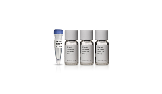 Anti-BrdU Antibody