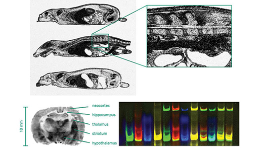 Applications where TYPHOON makes differences due to the high image resolution and sensitivity