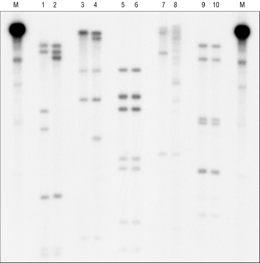 Ready-To-Go DNA Labeling Beads (-dCTP)