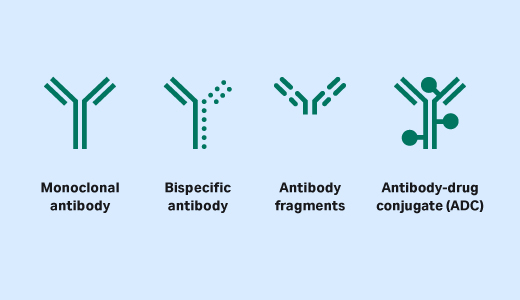 Antibody derivatives