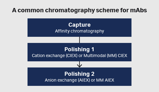 Antibody production workflow