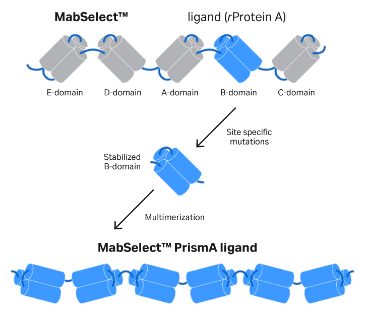 MabSelect™ PrismA ligand is a recombinant protein derived from the B‑domain of protein A. Although based on the same domain as MabSelect SuRe™ resins, the selected domain has been further alkaline‑stabilized by site‑directed mutagenesis, in which sensitive amino acids have been exchanged for more stable ones.