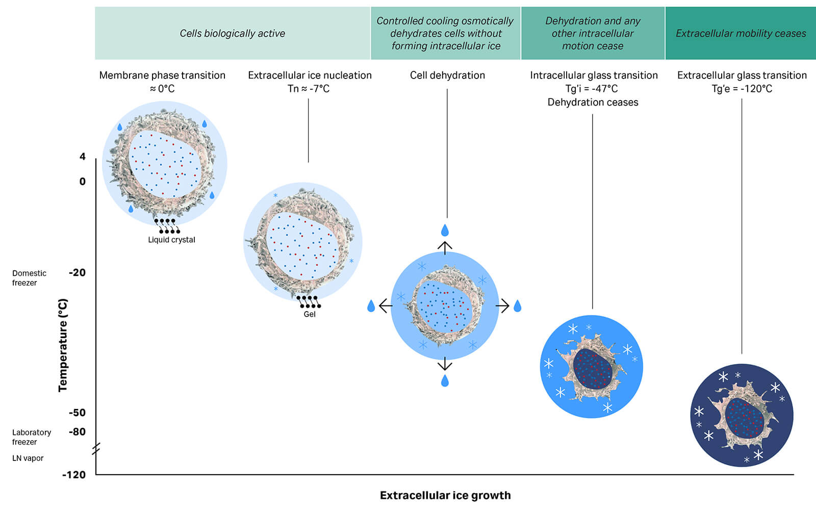 Process of cryopreservation of cells