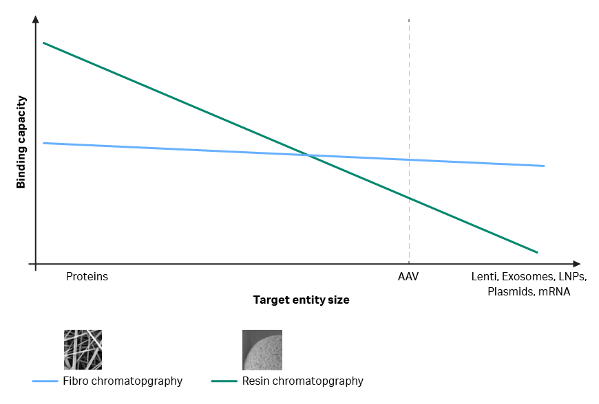 Binding capacity on Fibro as a functio of target molecule size