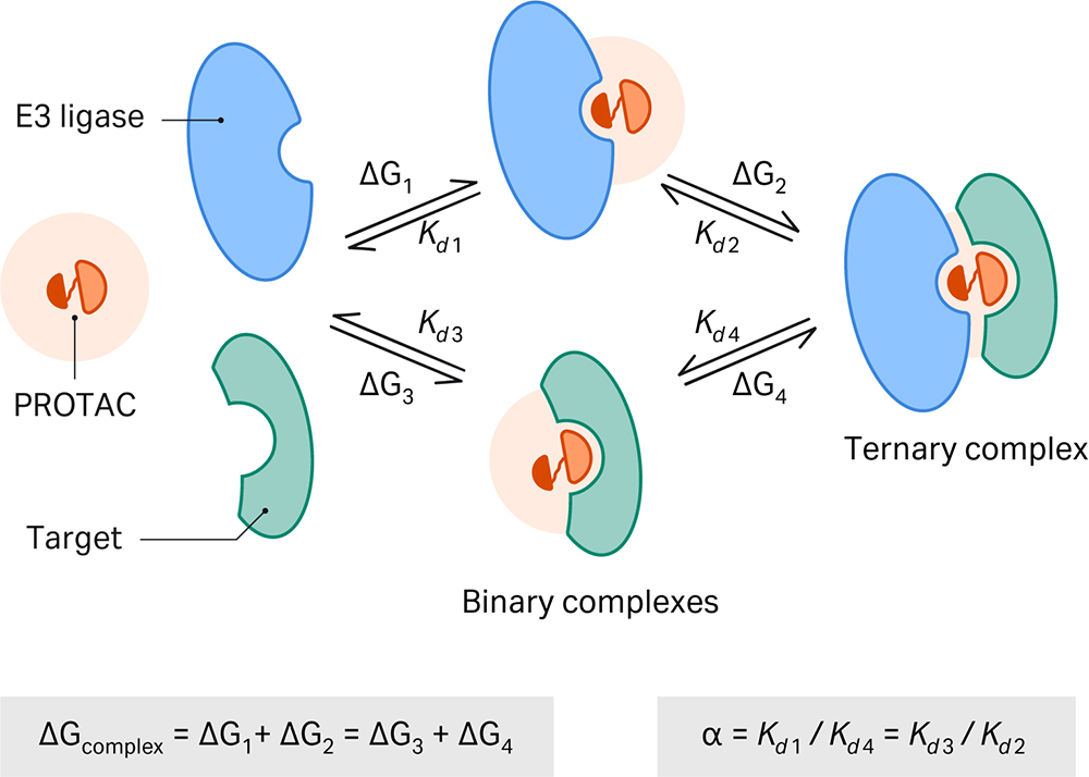PROTAC ternary complex formation