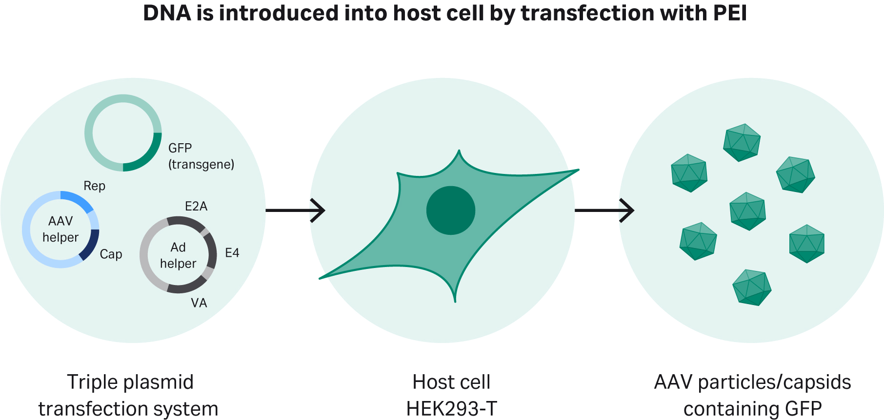 Transient transfection of adapted HEK293T cells using a triple plasmid transfection approach.