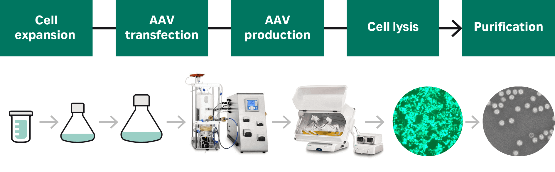 A start-to-finish process for AAV production includes cell culture, AAV transfection, AAV production, cell lysis and purification; we present a detailed account of the cell culture and transfection process development.