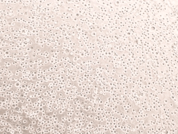 Single-cell suspension of HEK293T cells cultured in HyCell™ TransFx-H medium.