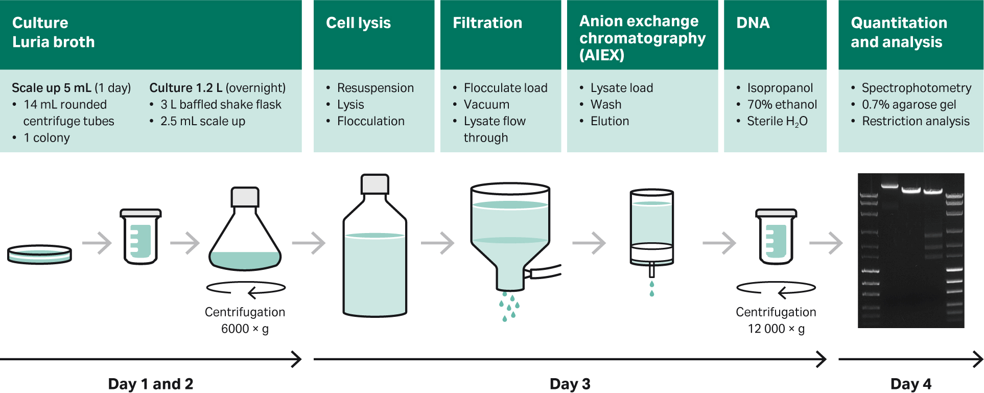 Overview of plasmid preparation using Luria broth, shake flasks, and purification with commercially available purification kits.