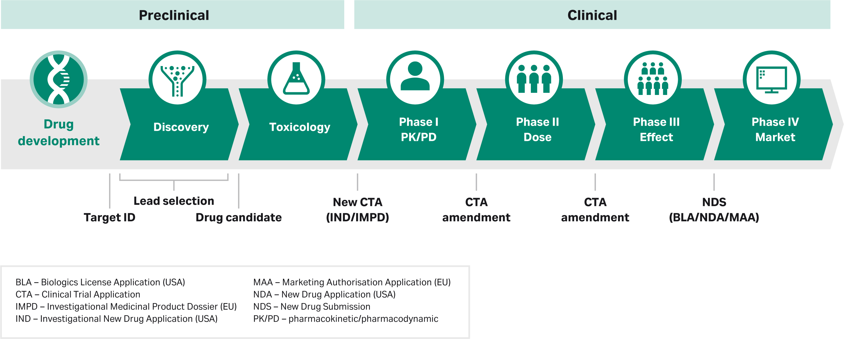 Drug development process overview with US regulatory milestones
