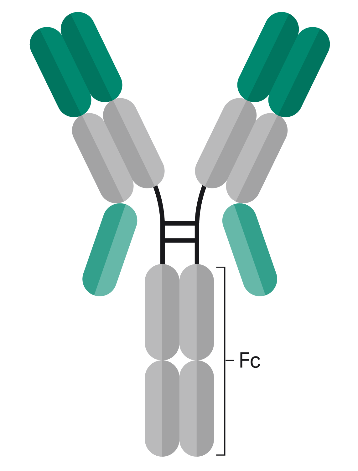 本案例中的双特异性抗体是重组蛋白，与轻链（浅绿色部分所示）的 c 端连接。
