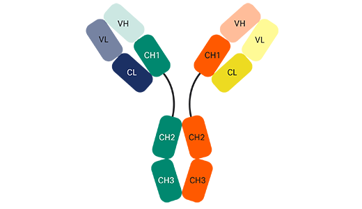 Bispecific antibody image, asymmetric